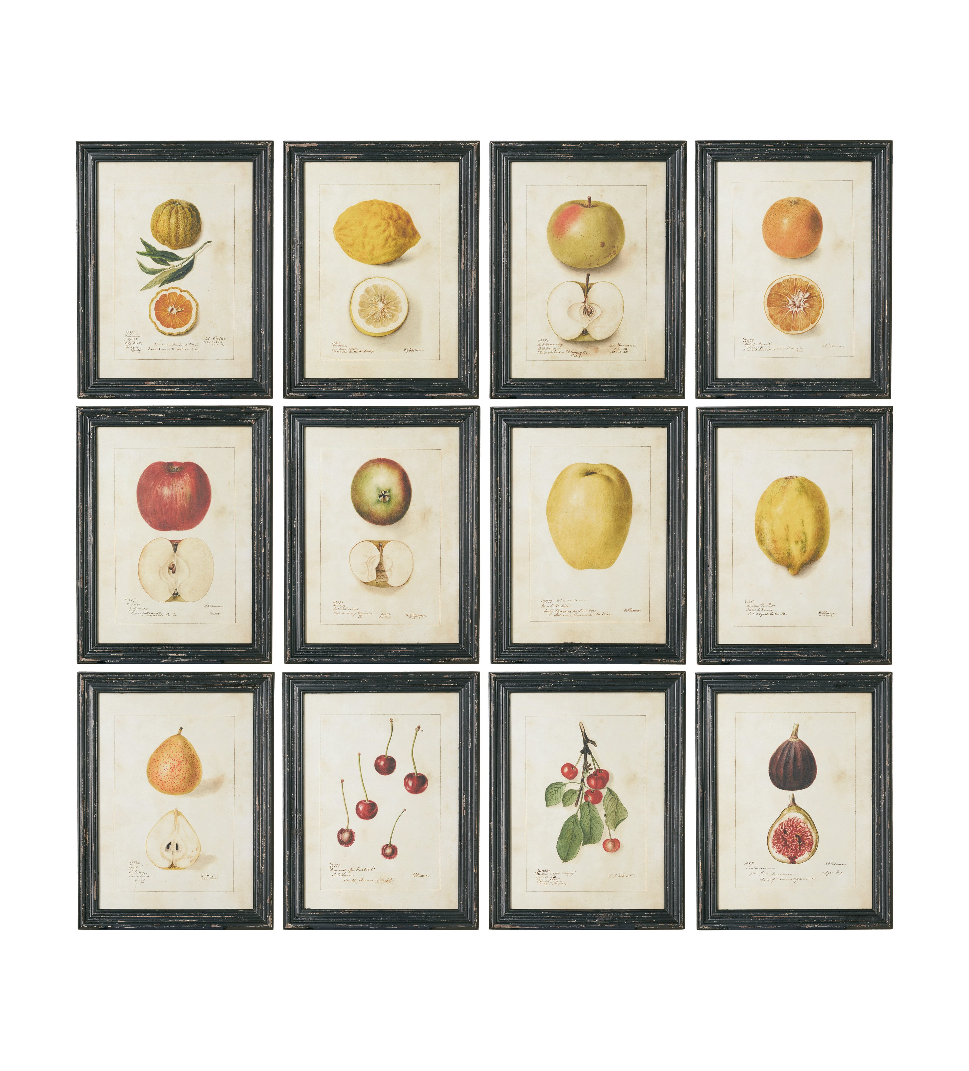 Anatomical Fruit Framed Prints - Set of Twelve - Black