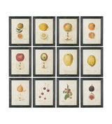 Anatomical Fruit Framed Prints - Set of Twelve - Black