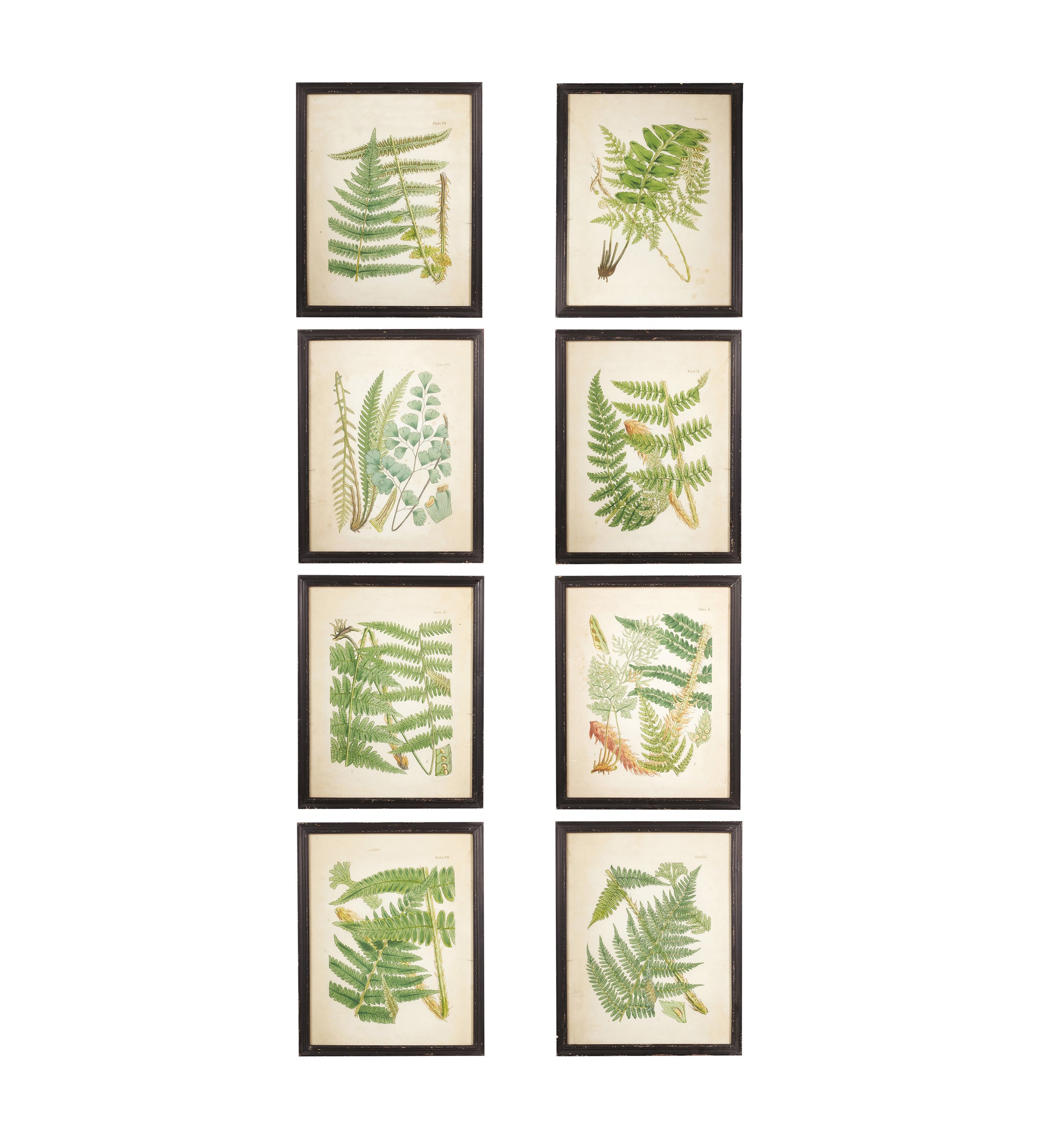 Framed Botanical Prints Ferns - Set of Eight - Multi