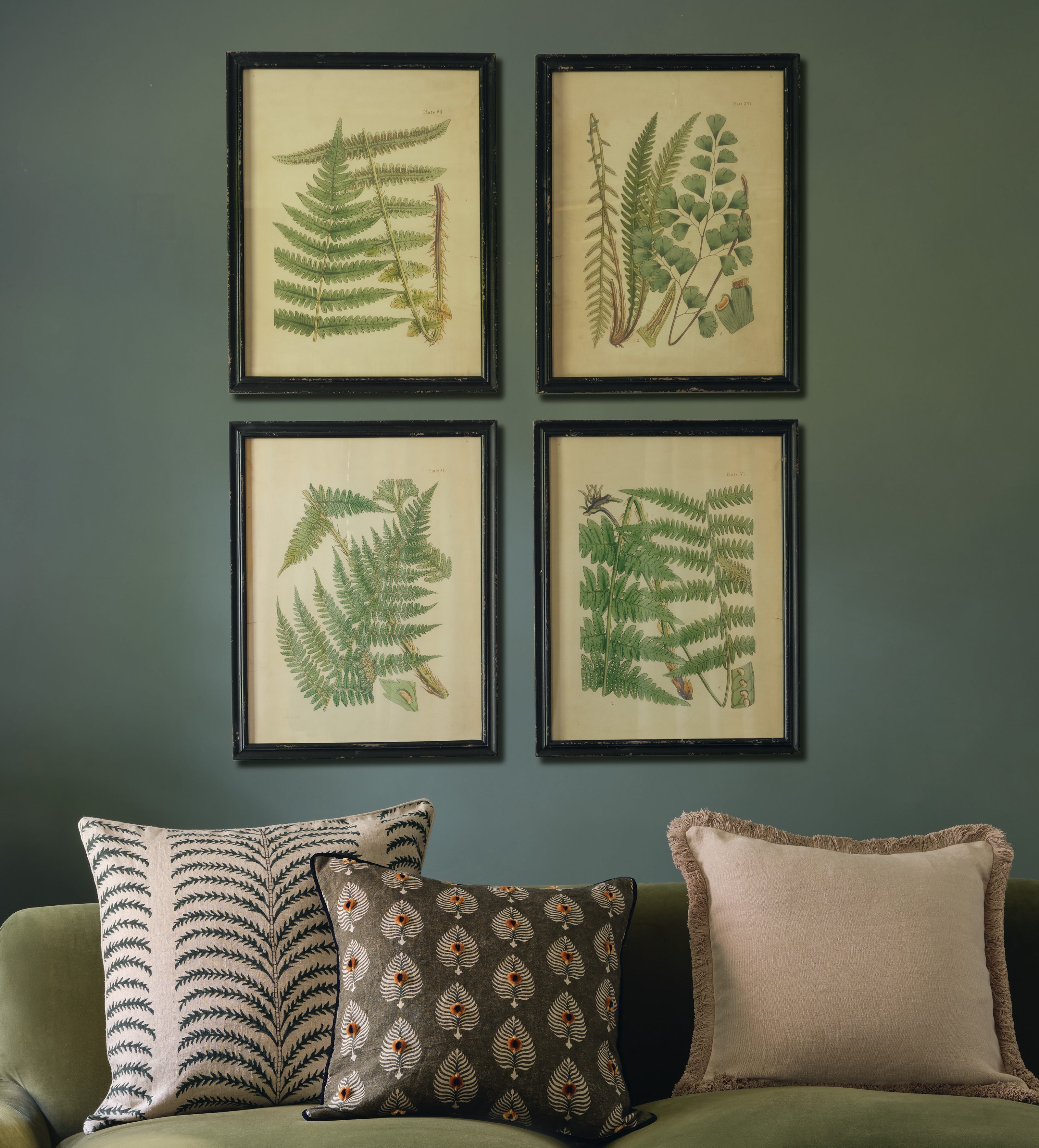 Framed Botanical Prints Ferns - Set of Eight - Multi